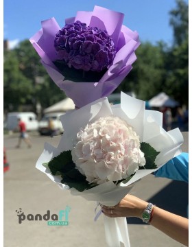 1+1 hydrangea