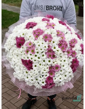 101 chrysanthemums