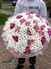 101 хризантема