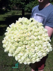 101 white rose 60 cm