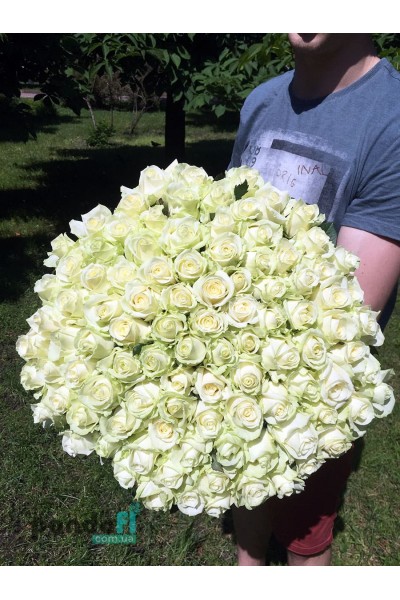 101 white rose 60 cm