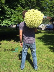 101 white rose 60 cm