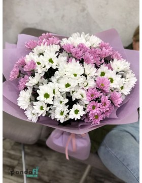 11 chrysanthemums mix