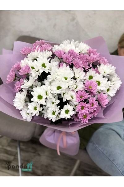 11 chrysanthemums mix