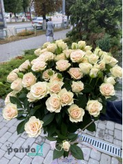 11 кущових кремових троянд