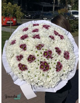111 хризантем