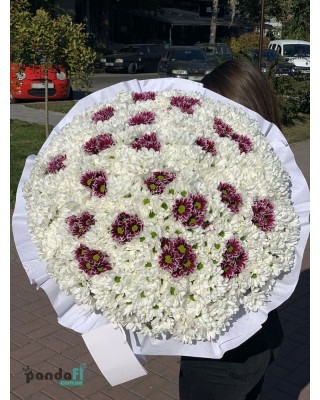 111 хризантем