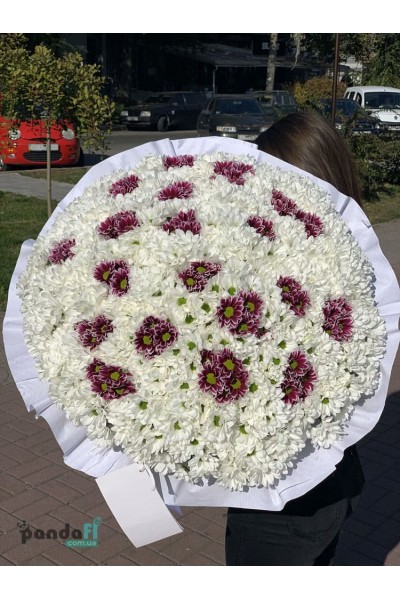 111 хризантем