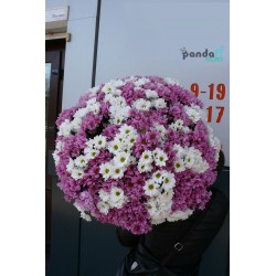 115 хризантем мікс