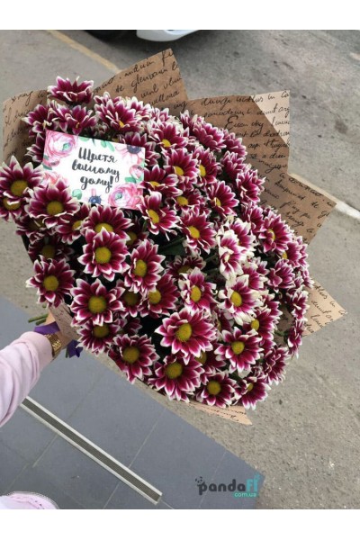 15 burgundy chrysanthemums