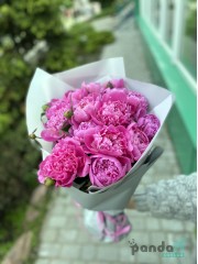 15 pink peonies