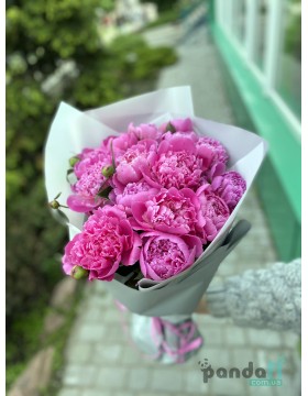 15 pink peonies
