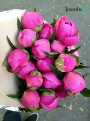15 pink peonies