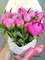 15 pink peonies