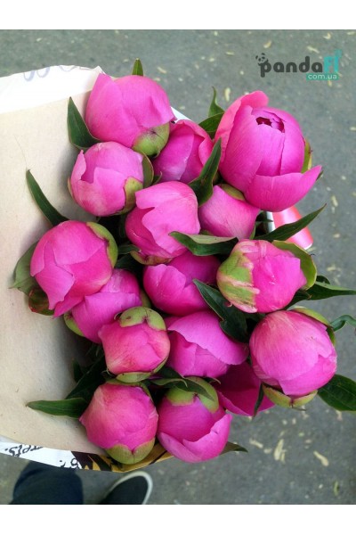 15 pink peonies