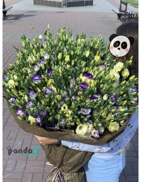 151 eustoma mix