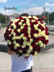 151 троянда мікс червоних та білих 70 см