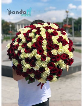 151 роза микс красных и белых 70 см