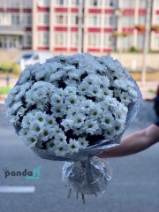 19 хризантем "Сяйво"