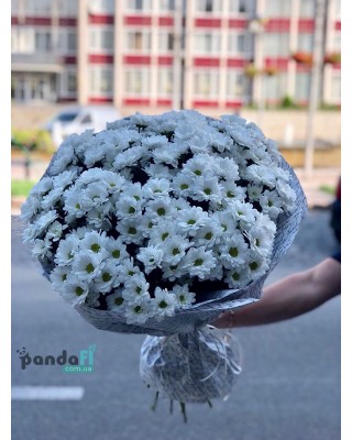 19 хризантем "Сяйво" 19 хризантем "Сяйво"