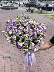 19 біло-фіолетових еустом