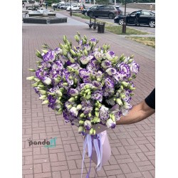 19 біло-фіолетових еустом