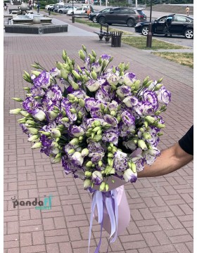 19 white and purple eustomas