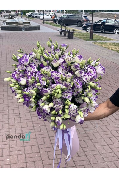 19 біло-фіолетових еустом