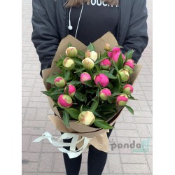 19 півонів