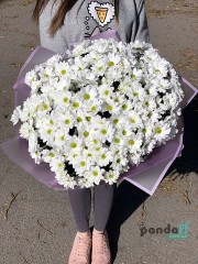 25 білих хризантем