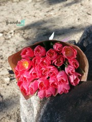 25 pink tulips