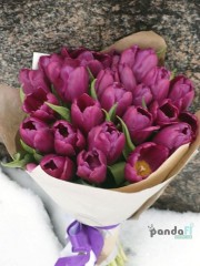 25 purple tulips