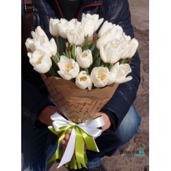 27 белых тюльпанов