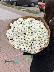 29 білих хризантем