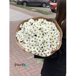 29 білих хризантем