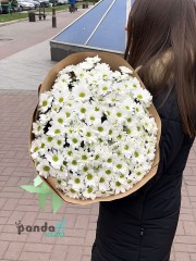 29 білих хризантем