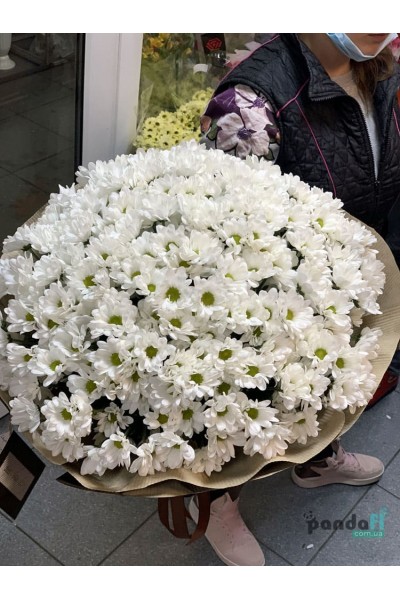 31 white chrysanthemums