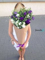 31 eustoma