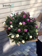 35 peonies