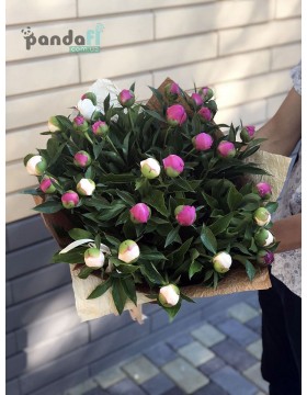 35 пионов