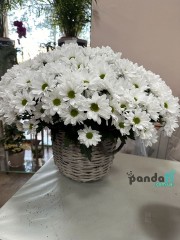 41 хризантема у кошику