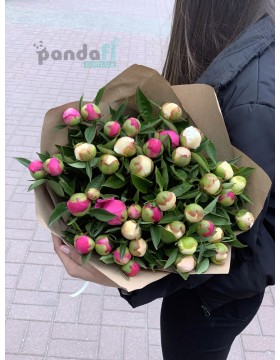 41 пион