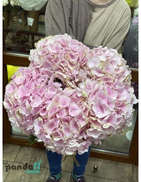 5 pink hydrangeas