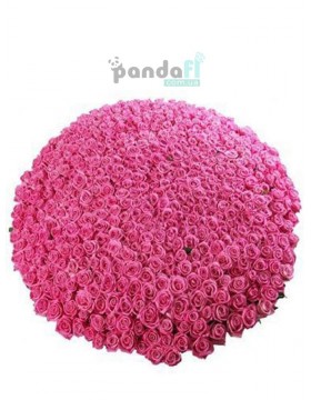 501 pink rose