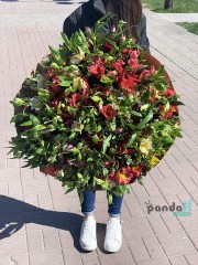 51 альстромерія