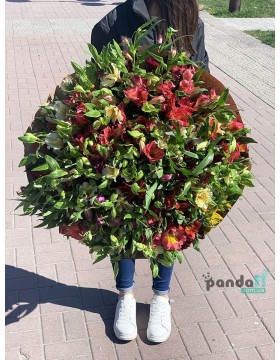 51 alstroemeria