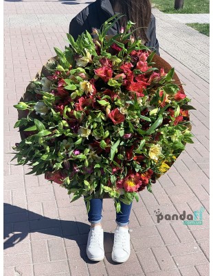 51 alstroemeria