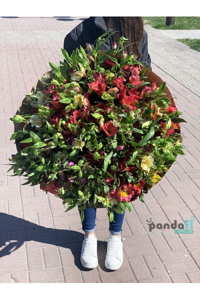 51 альстромерія