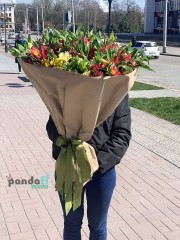 51 альстромерія