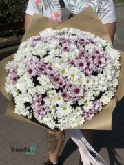 51 chrysanthemums